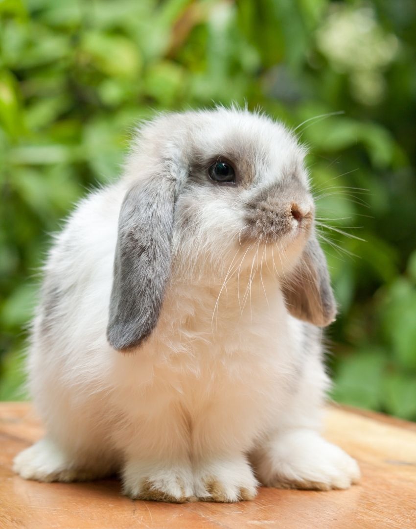 grey and white bunny