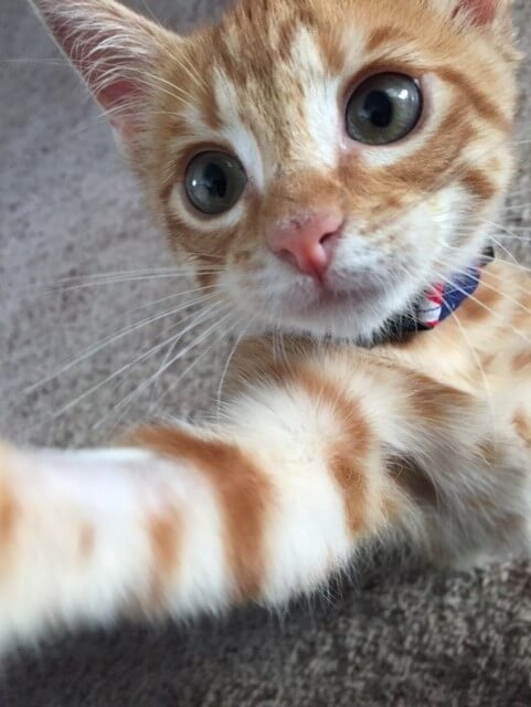 orange cat on carpet