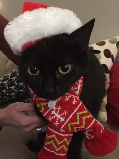 black cat with santa hat