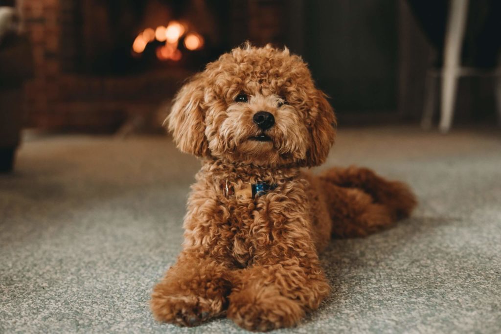 Pet Grooming In Rowlett, TX 75089 Four Paws AH